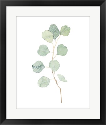 Framed Soft Eucalyptus Branch IV Print