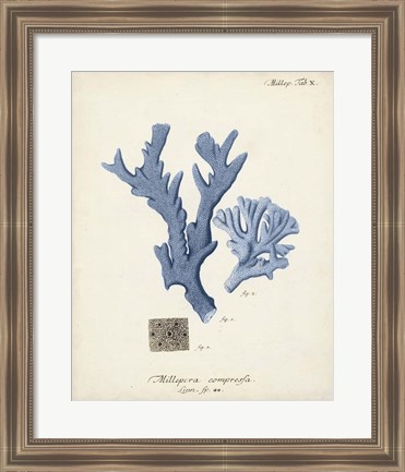 Framed Antique Coral in Navy I Print