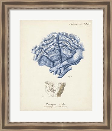 Framed Antique Coral in Navy II Print