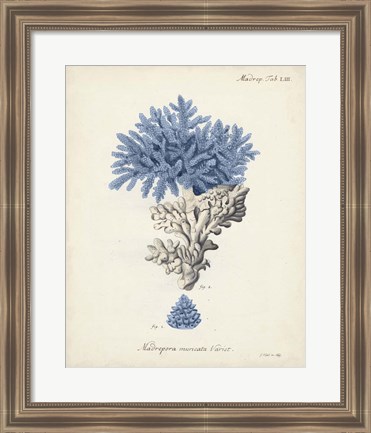 Framed Antique Coral in Navy III Print