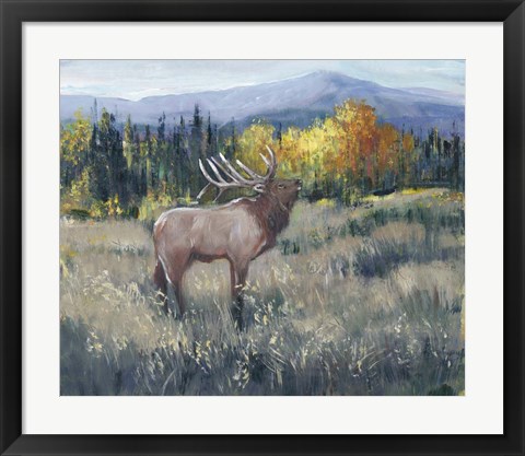 Framed Rocky Mountain Elk II Print