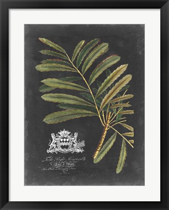 Framed Royal Foliage II Print