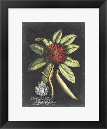 Framed Royal Foliage III Print