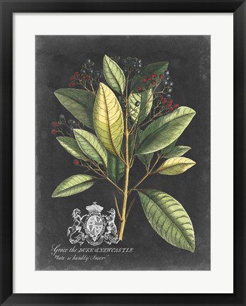 Framed Royal Foliage IV Print