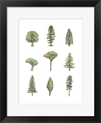 Framed Collected Pines II Print