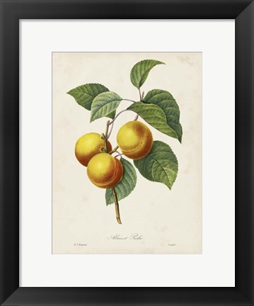 Framed Redoute&#39;s Fruit I Print