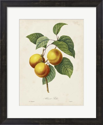 Framed Redoute&#39;s Fruit I Print