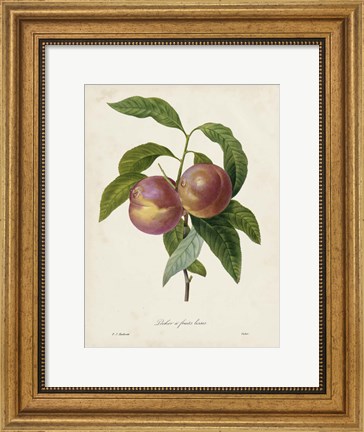 Framed Redoute&#39;s Fruit II Print