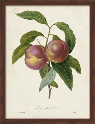 Framed Redoute&#39;s Fruit II Print