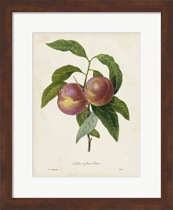 Framed Redoute&#39;s Fruit II Print