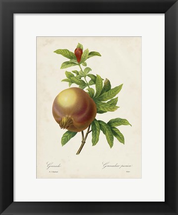 Framed Redoute&#39;s Fruit III Print