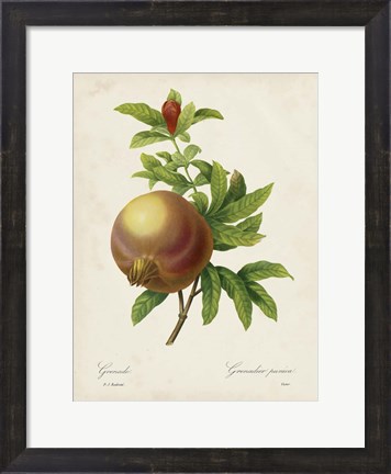 Framed Redoute&#39;s Fruit III Print