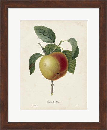 Framed Redoute&#39;s Fruit IV Print