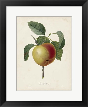 Framed Redoute&#39;s Fruit IV Print