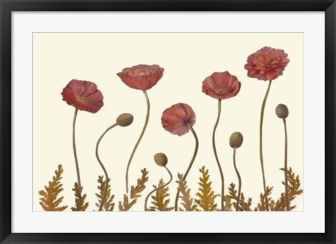 Framed Coral Poppy Display II Print