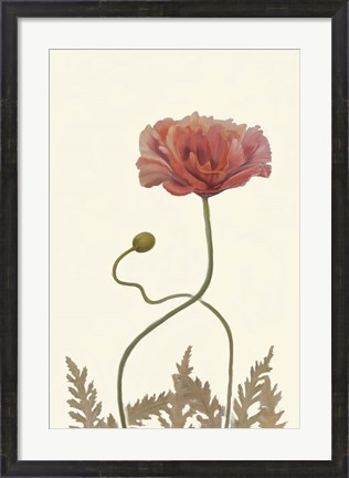 Framed Coral Poppy Display IV Print