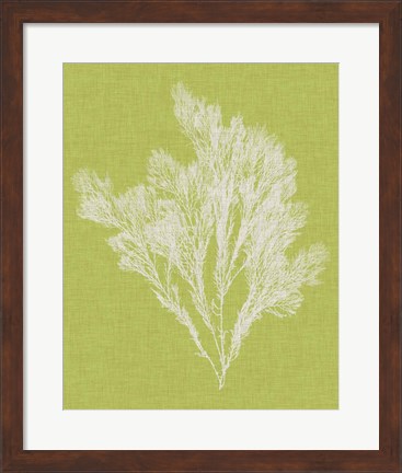 Framed Seaweed Pop V Print