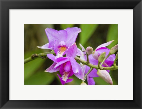 Framed Wild Orchid, Cloud Forest, Upper Madre De Dios River, Peru Print