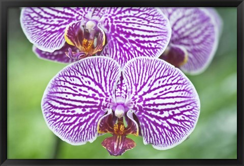 Framed Orchid Print