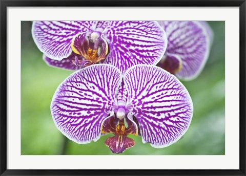 Framed Orchid Print