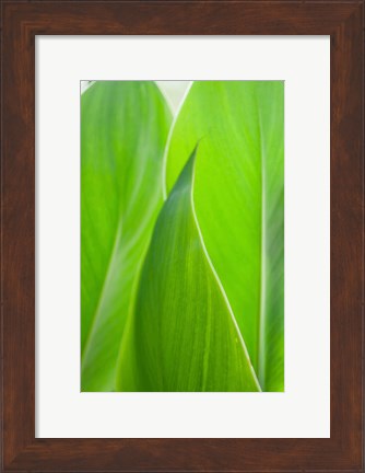 Framed Canna Leaf Close-Up 1 Print