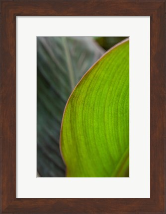 Framed Canna Leaf Close-Up 2 Print