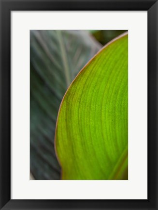 Framed Canna Leaf Close-Up 2 Print