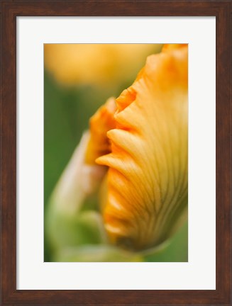 Framed Peach Bearded Iris 1 Print
