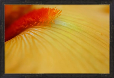 Framed Peach Bearded Iris 2 Print