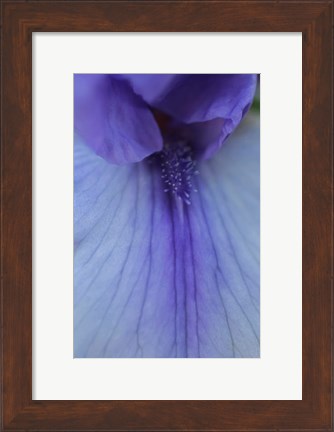 Framed Lavender Bearded Iris Print