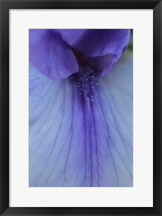 Framed Lavender Bearded Iris Print