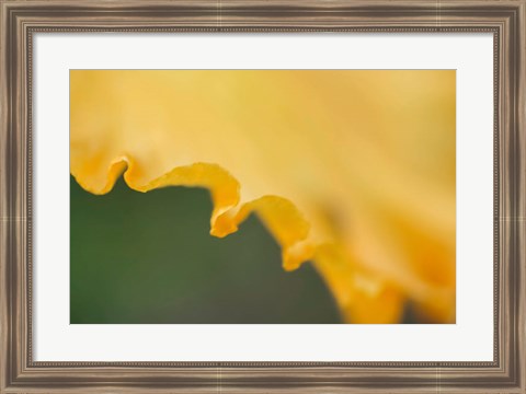 Framed Peach Bearded Iris Print