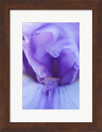 Framed Lavender Bearded Iris Print