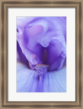 Framed Lavender Bearded Iris Print