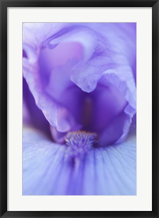 Framed Lavender Bearded Iris Print