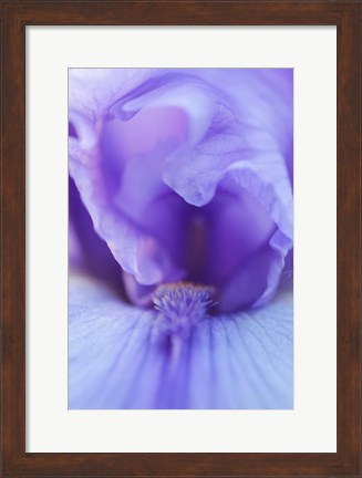 Framed Lavender Bearded Iris Print