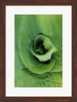 Framed Hosta Leaf Detail 1 Print