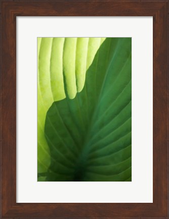 Framed Hosta Leaf Detail 2 Print