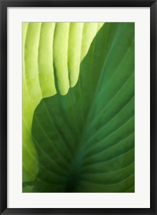 Framed Hosta Leaf Detail 2 Print