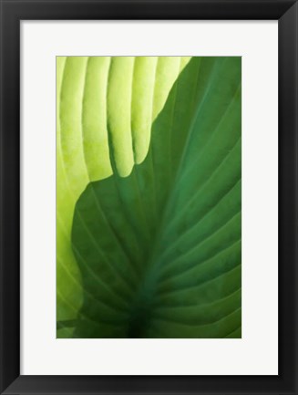 Framed Hosta Leaf Detail 2 Print