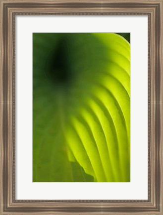 Framed Hosta Leaf Detail 4 Print