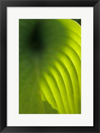 Framed Hosta Leaf Detail 4 Print