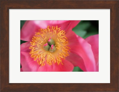 Framed Pink Peony Bloom Print