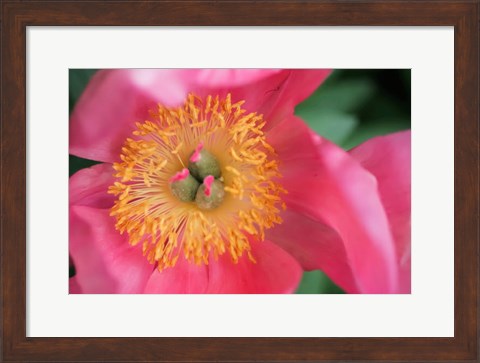 Framed Pink Peony Bloom Print