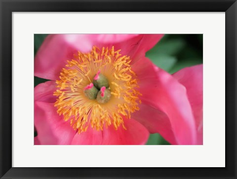 Framed Pink Peony Bloom Print