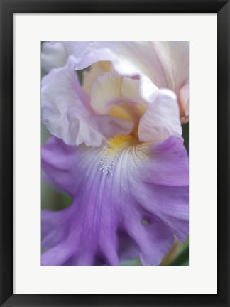 Framed Pale Lavender Bearded Iris Close-Up Print