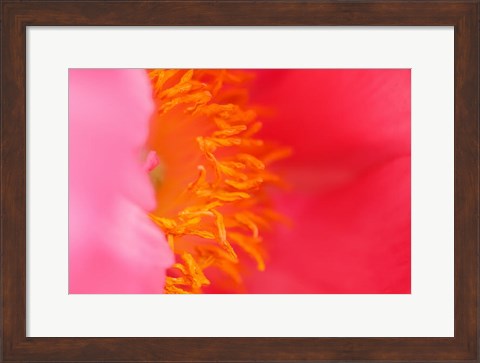 Framed Pink Peony Bloom 1 Print