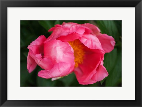 Framed Pink Peony Bloom 2 Print