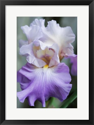 Framed Pale Lavender Bearded Iris Bloom Print