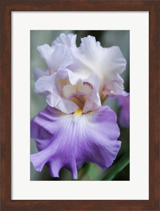 Framed Pale Lavender Bearded Iris Bloom Print